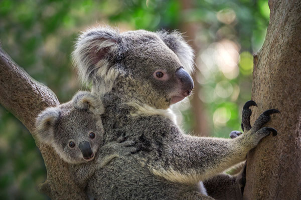 Koalas im Australienurlaub