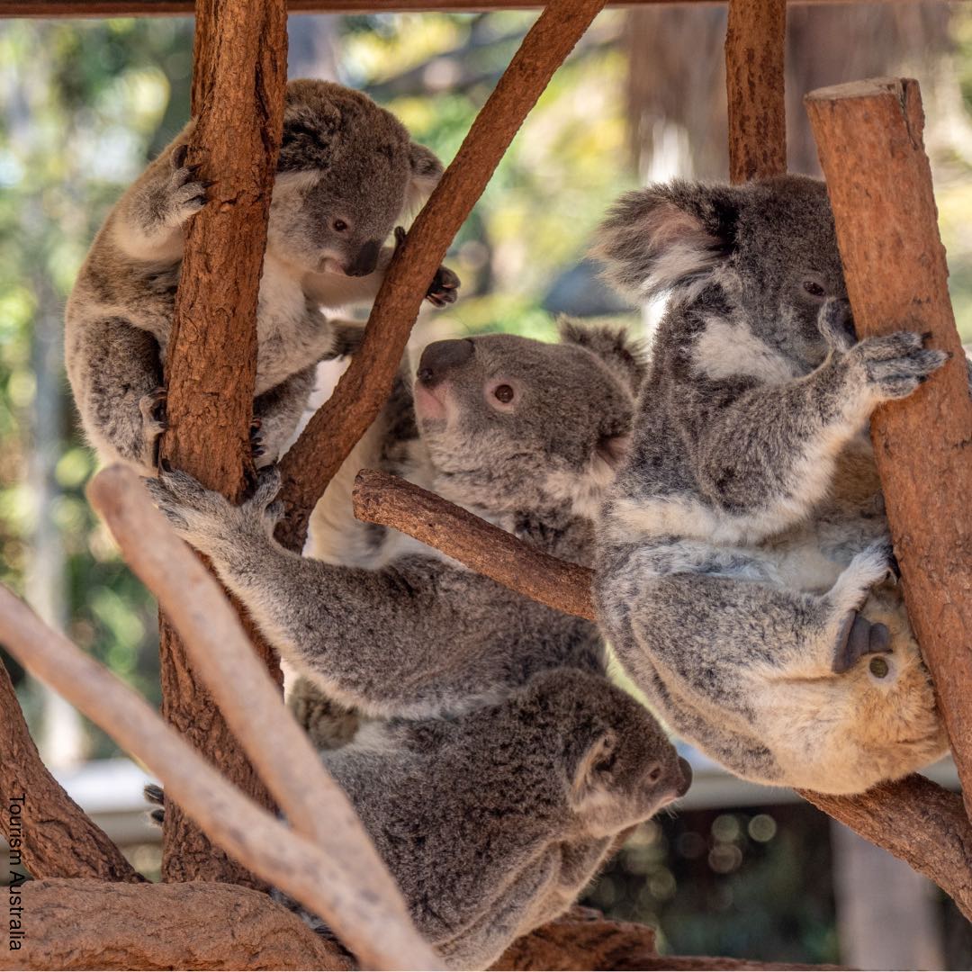 Koalas und Eukalyptus